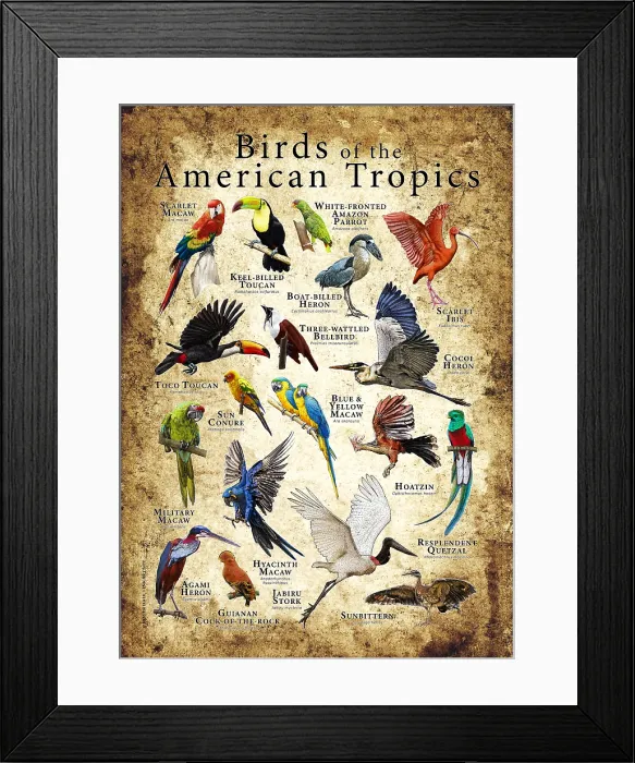 Framed Print : Birds of the American Tropics Framed Print : Birds of the American Tropics