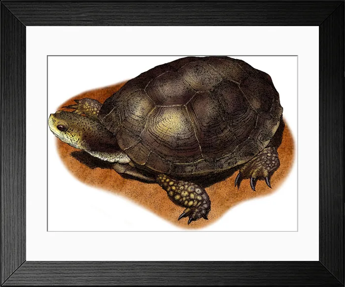 Framed Print : Western Pond Turtle Framed Print : Western Pond Turtle