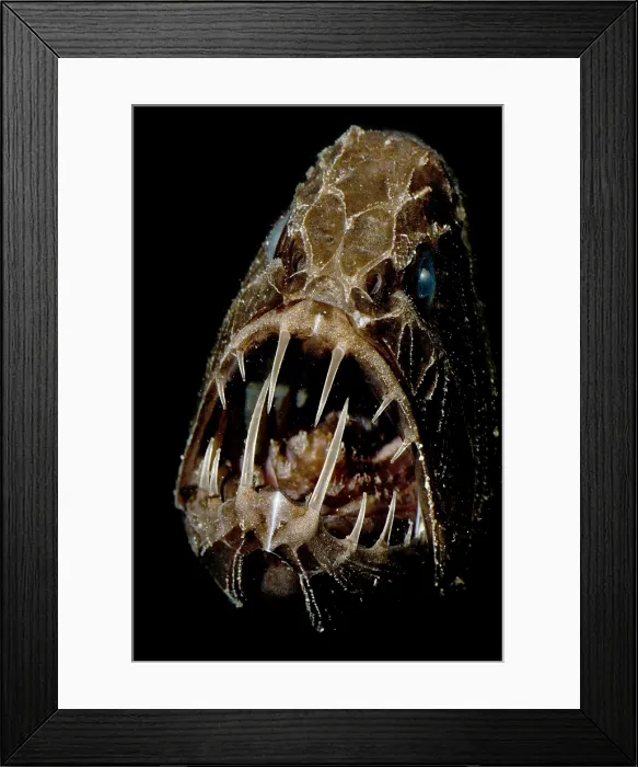 Framed Print : Fangtooth. The Fangtooth, Anoplogaster cornuta Framed Print : Fangtooth. The Fangtooth, Anoplogaster cornuta