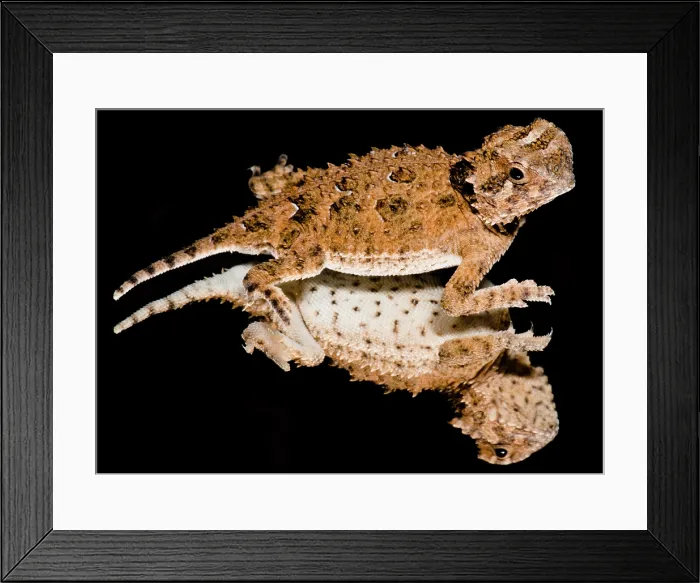 Framed Print : Juvenile Texas Horned Lizard (Phrynosoma cornutum)