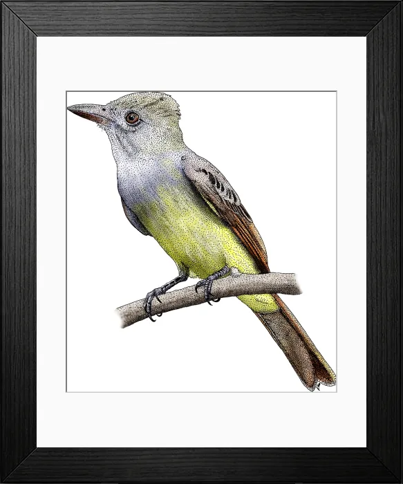 Framed Print : Great Crested Flycatcher