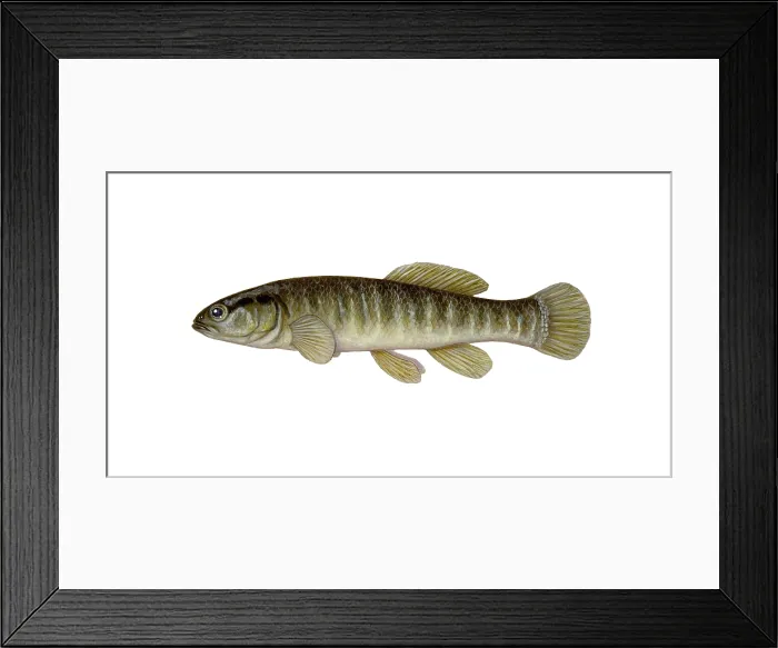 Framed Print : Mud Minnow Framed Print : Mud Minnow