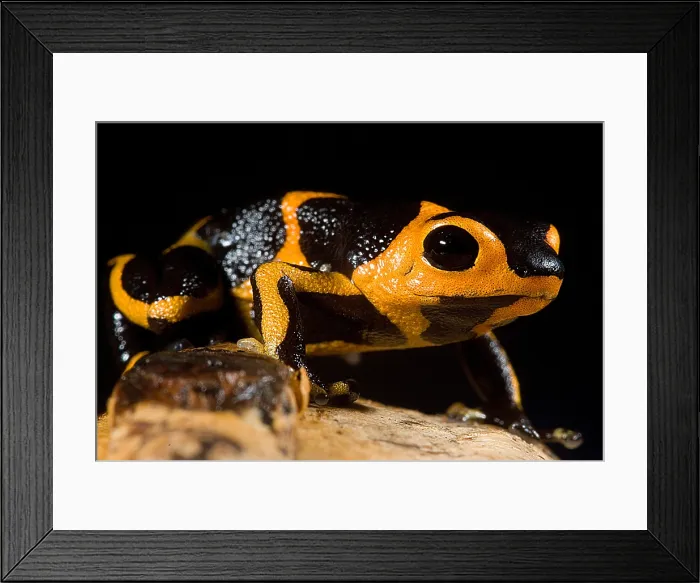 Framed Print : Mimic Poison Frog Framed Print : Mimic Poison Frog