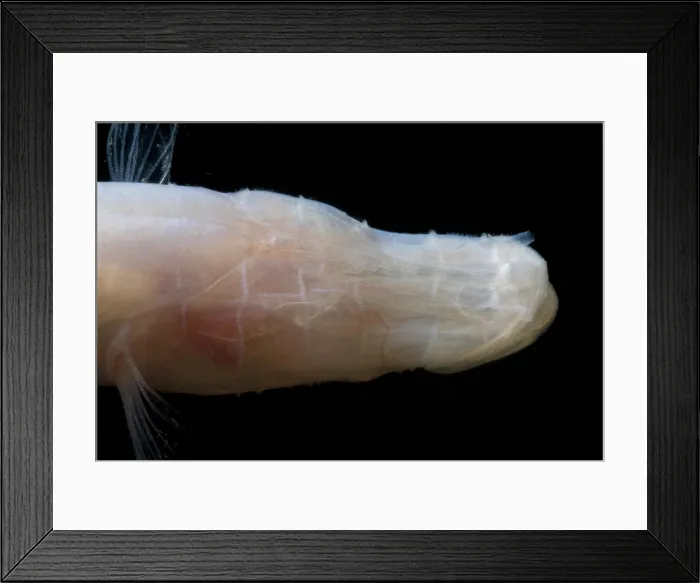 Framed Print : Alabama Cavefish Framed Print : Alabama Cavefish