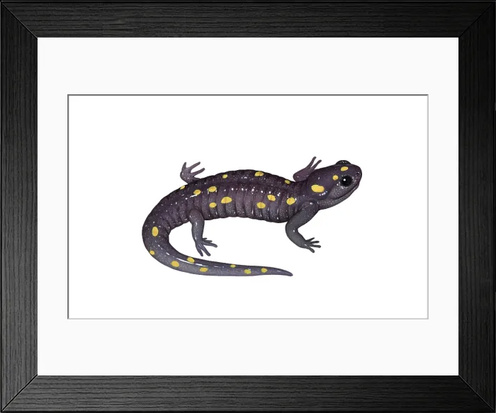 Framed Print : Spotted Salamander Framed Print : Spotted Salamander