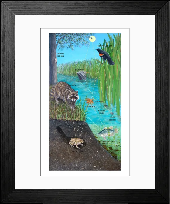 Framed Print : Food Web. Illustration of a food web with labels Framed Print : Food Web. Illustration of a food web with labels