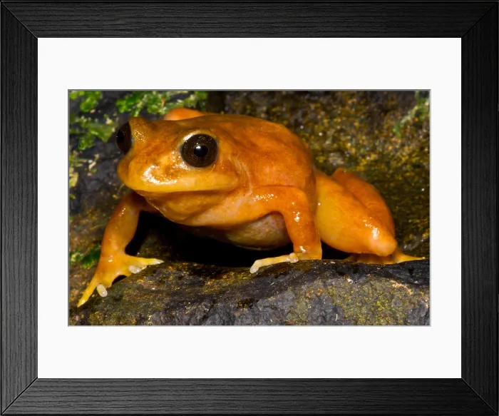 Framed Print : Chilean Tomato Frog Framed Print : Chilean Tomato Frog