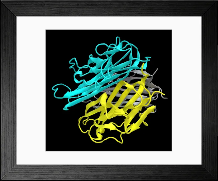 Framed Print : Molecular Model of RANKL Framed Print : Molecular Model of RANKL