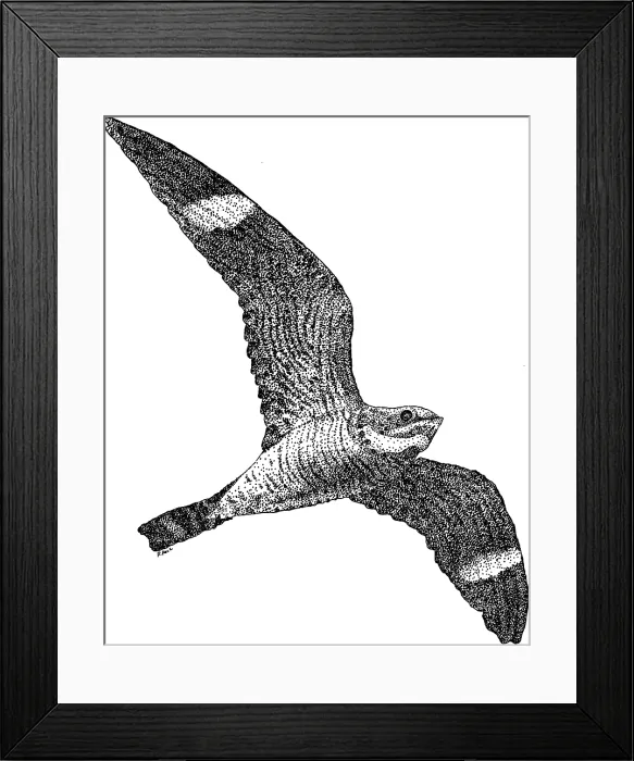 Framed Print : Common Nighthawk Framed Print : Common Nighthawk