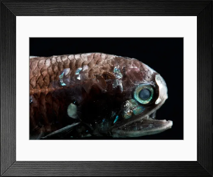 Framed Print : Lanternfish (Diaphus lucidus) Framed Print : Lanternfish (Diaphus lucidus)