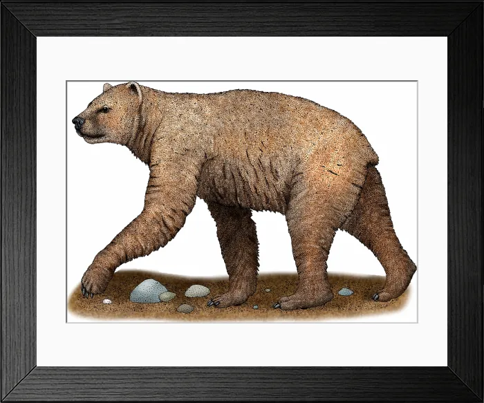 Framed Print : Short-faced Bear Framed Print : Short-faced Bear