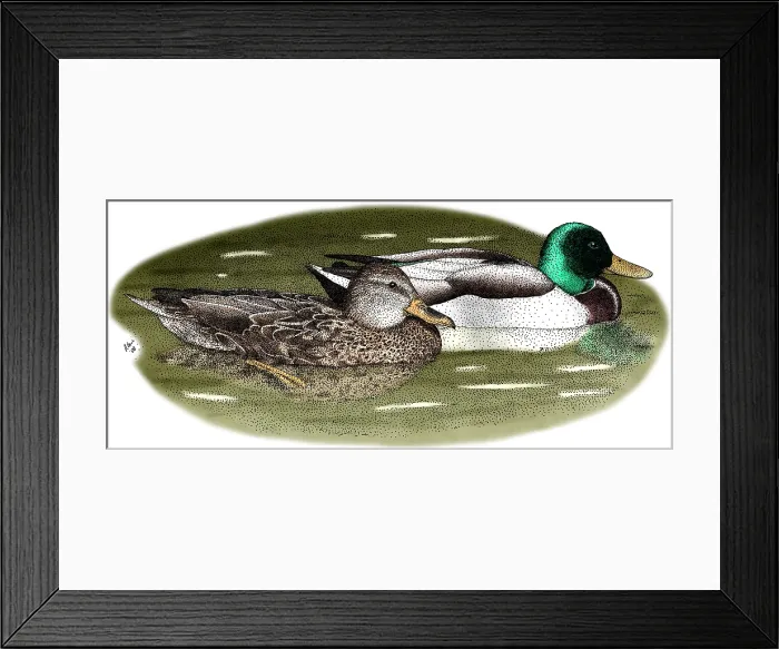 Framed Print : Mallard Duck Pair Framed Print : Mallard Duck Pair