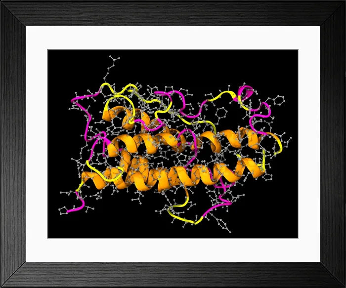 Framed Print : Model of Human Growth Hormone Framed Print : Model of Human Growth Hormone