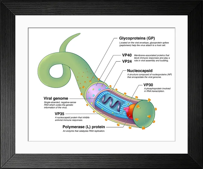 Framed Print : Ebola Virus, Illustration