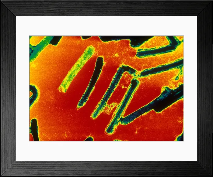 Framed Print : Marburg Virus (TEM) Framed Print : Marburg Virus (TEM)