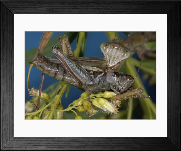 Framed Print : Chinese Mantid Eating a Grasshopper Framed Print : Chinese Mantid Eating a Grasshopper