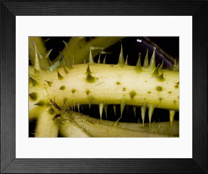Framed Print : Queen Victoria Lily Framed Print : Queen Victoria Lily