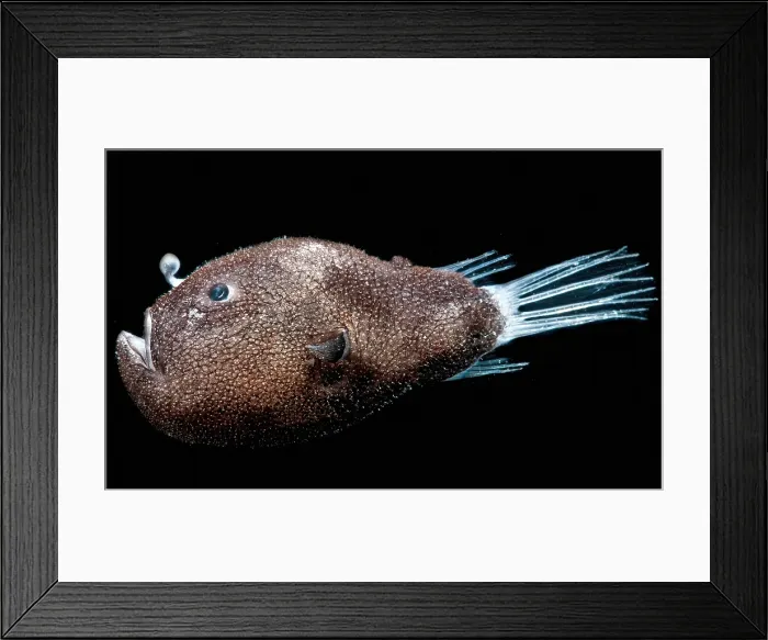 Framed Print : Triplewart Seadevil
