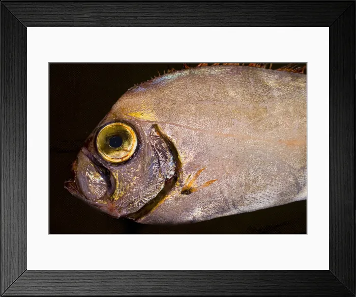 Framed Print : Scalloped Ribbonfish Framed Print : Scalloped Ribbonfish