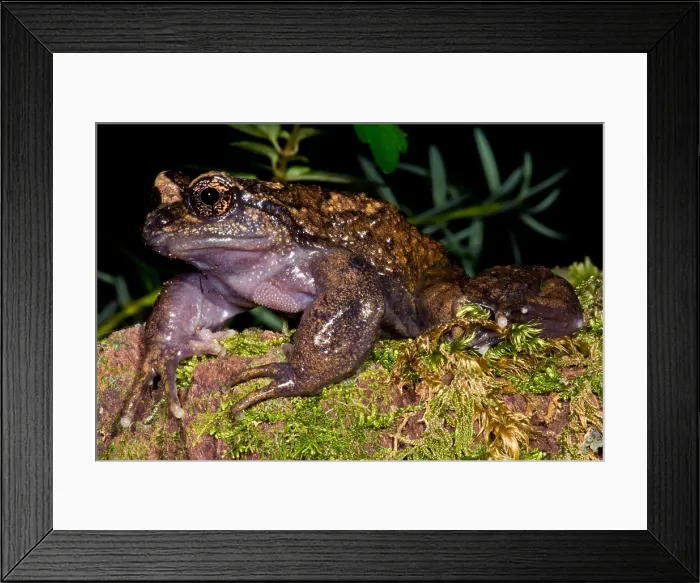 Framed Print : Nora's Spiny Chest Frog Framed Print : Nora's Spiny Chest Frog