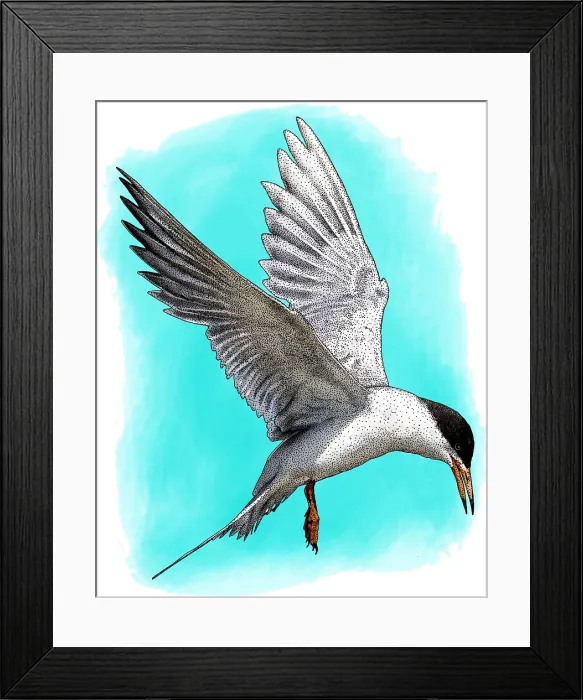 Framed Print : Forsters tern Framed Print : Forsters tern