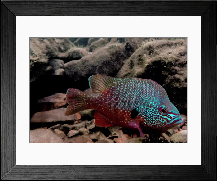 Framed Print : Male Ozark Longear Sunfish (Lepomis megalotis)