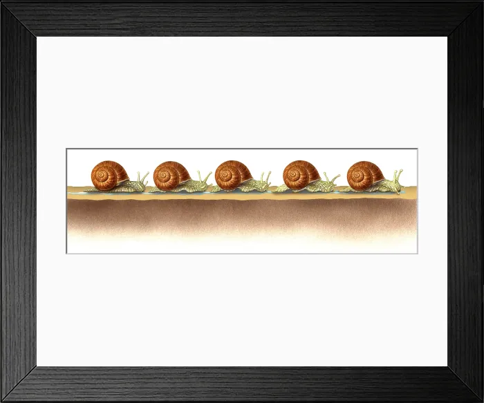 Framed Print : Slithering Snails Framed Print : Slithering Snails