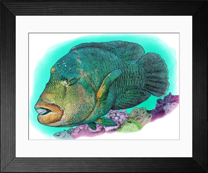 Framed Print : Humphead Wrasse, Illustration