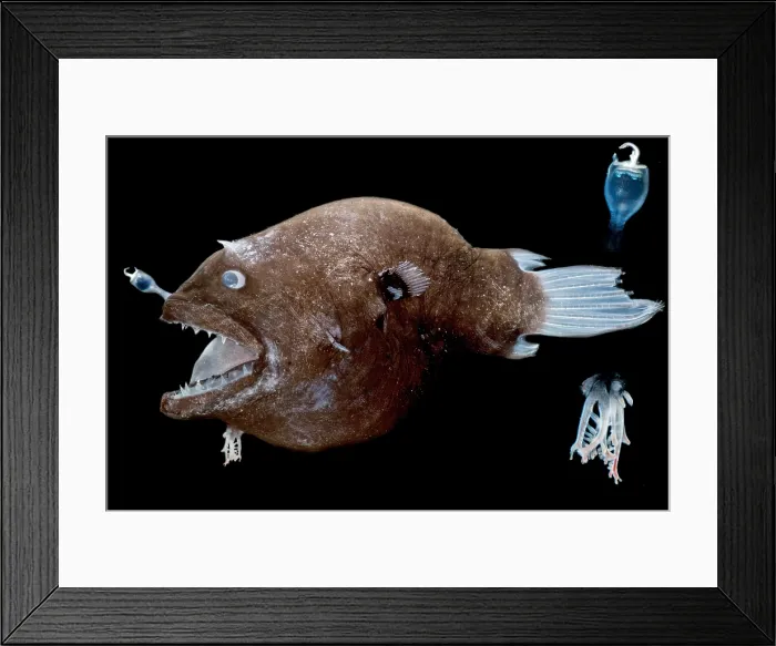 Framed Print : Female anglerfish (Linophryne sp.) Framed Print : Female anglerfish (Linophryne sp.)