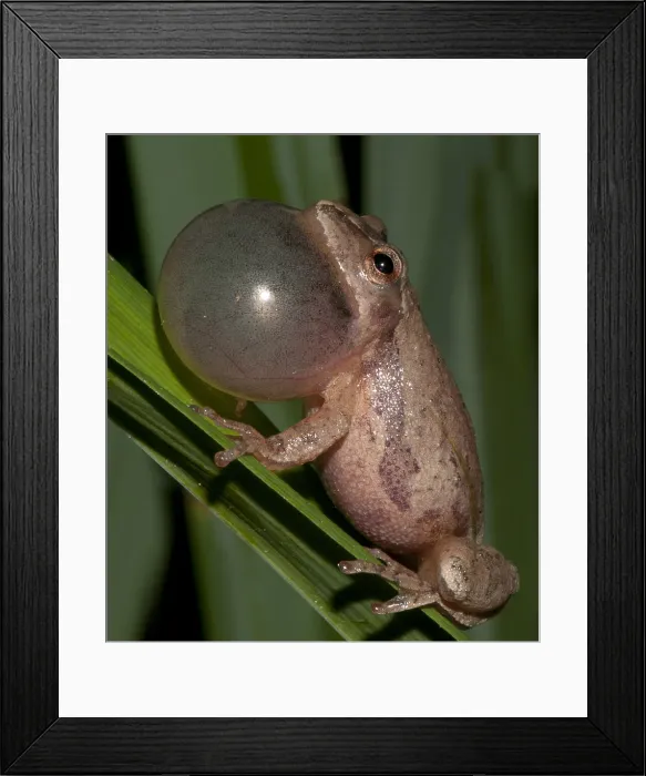 Framed Print : Spring Peeper, Hyla Crucifer, Mating Call