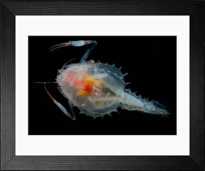 Framed Print : Blind lobster