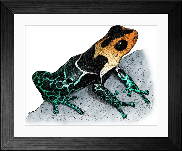 Framed Print : Crowned Poison Frog