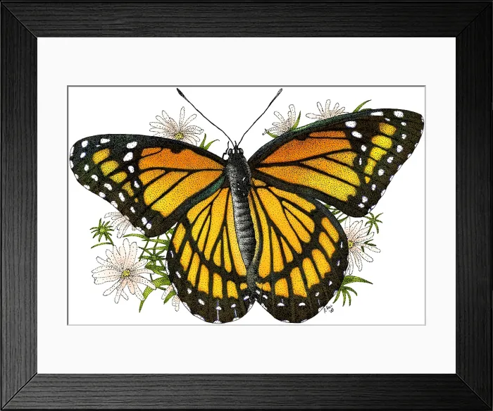 Framed Print : Viceroy Butterfly Framed Print : Viceroy Butterfly