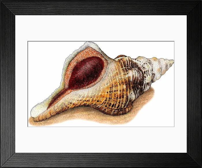 Framed Print : Florida horse conch Framed Print : Florida horse conch