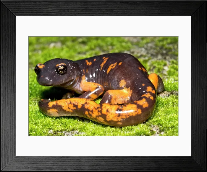 Framed Print : Intergrade Ensatina Salamander