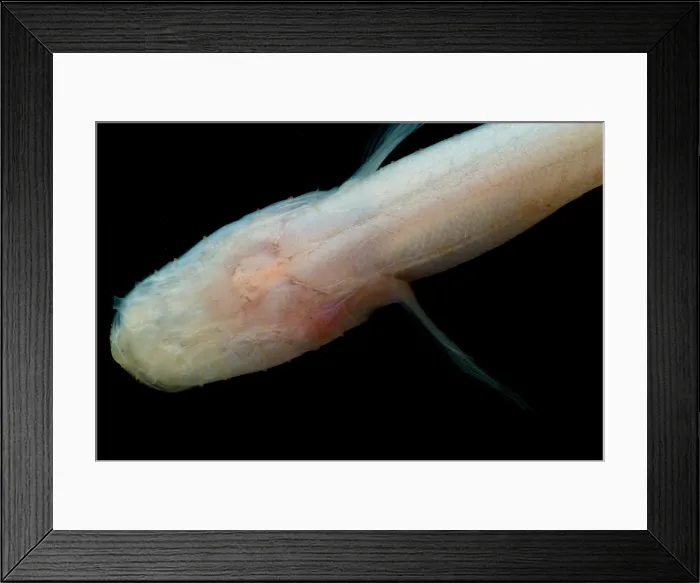 Framed Print : Southern Cave Fish