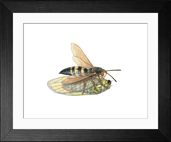 Framed Print : Cicada Killer Wasp (Sphecius speciosus) Framed Print : Cicada Killer Wasp (Sphecius speciosus)
