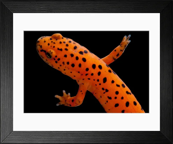 Framed Print : Red Salamander Framed Print : Red Salamander