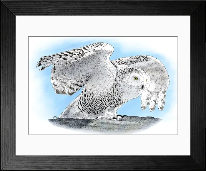 Framed Print : Snowy Owl, (Bubo scandiacus) Framed Print : Snowy Owl, (Bubo scandiacus)