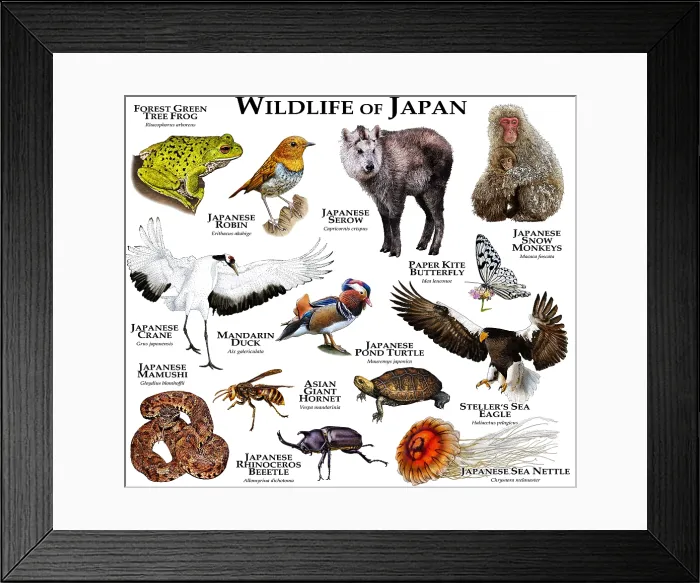 Framed Print : Wildlife of Japan Framed Print : Wildlife of Japan