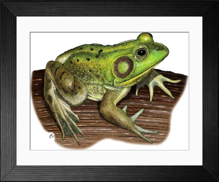 Framed Print : Pig Frog. Illustration of a Pig Frog (Rana grylio) Framed Print : Pig Frog. Illustration of a Pig Frog (Rana grylio)