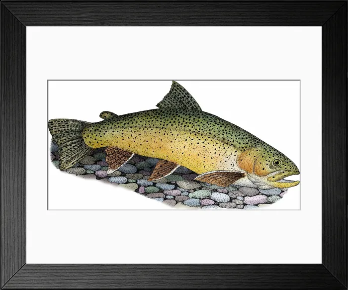 Framed Print : Apache trout Framed Print : Apache trout