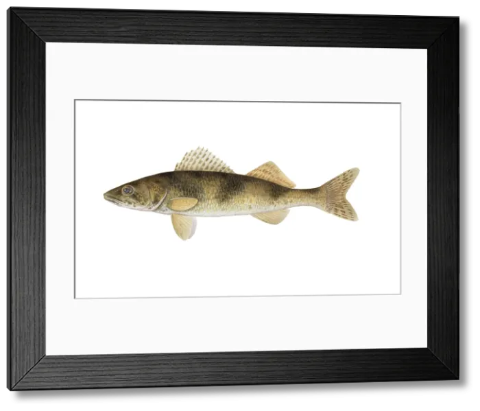 Framed Print : Sauger. Illustration of a sauger (Sander canadensis) Framed Print : Sauger. Illustration of a sauger (Sander canadensis)