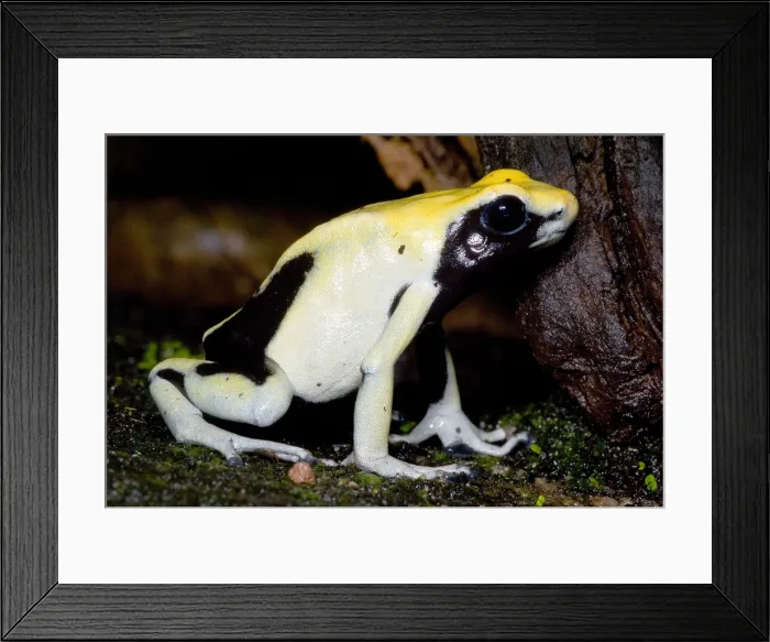 Framed Print : Dyeing Poison Frog