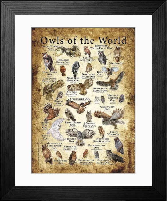 Framed Print : Owls of the World Framed Print : Owls of the World