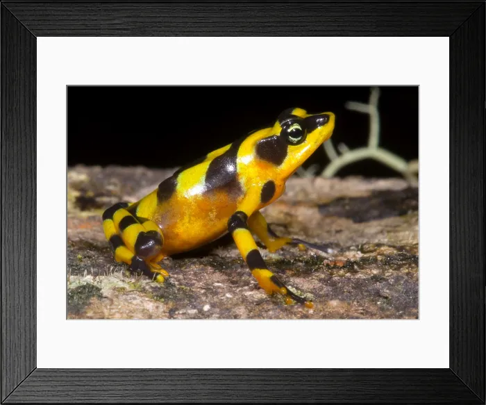 Framed Print : Harlequin Toad