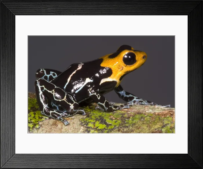 Framed Print : Crowned Poison Frog Framed Print : Crowned Poison Frog
