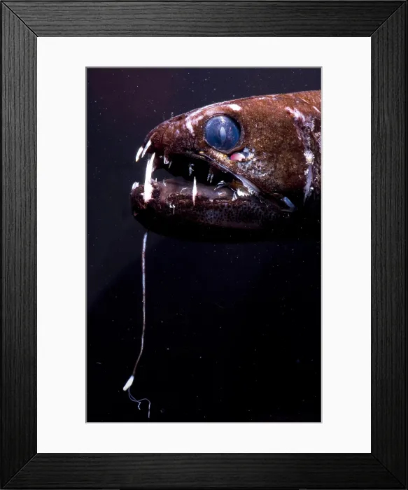 Framed Print : Dragonfish Framed Print : Dragonfish