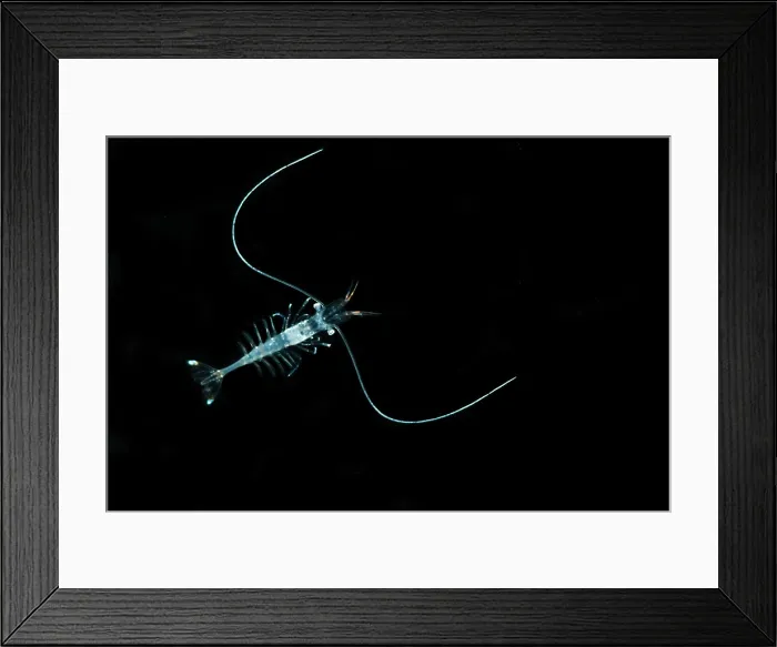 Framed Print : Shrimp (Funchalia villosa) Framed Print : Shrimp (Funchalia villosa)