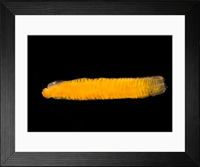 Framed Print : The deep water flatworm, Bathynemertes sp